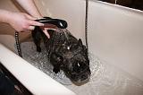 BAIN - BOULEDOGUE FRANCAIS 013